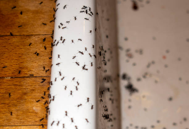 Best Emergency Pest Control  in Bellevue, WI