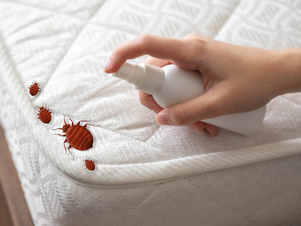 Best Residential Pest Control  in Bellevue, WI